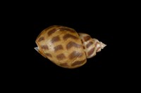 藏品(象牙鳳螺)的圖片